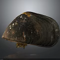 Clam Showing Natural Coloration With Textured Brownish Orange Shell On Gray Background