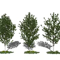 Multiple Arbor Trees With Lush Green Foliage And Grassy Base Shadows 3d model
