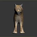 Orange Brown Lynx With Tufted Ears Standing On Dark Reflective Surface 3d model