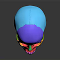 Colorful 3D Anatomical Limb Organs Model with Detailed Educational Visualization Features