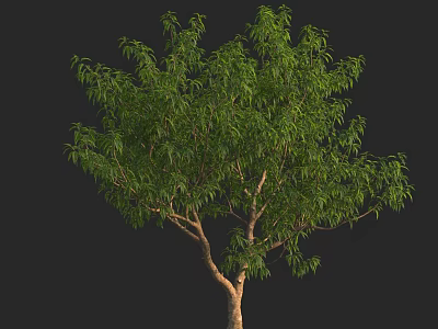 Lush Green Arbor With Dense Foliage And Brown Trunk On Black Background 3d model
