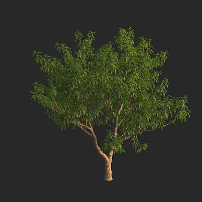 Lush Green Arbor With Dense Foliage And Brown Trunk On Black Background 3d model