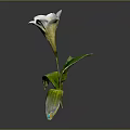 Fresh White Flower With Green Leaves And Delicate Petals On Gray Background