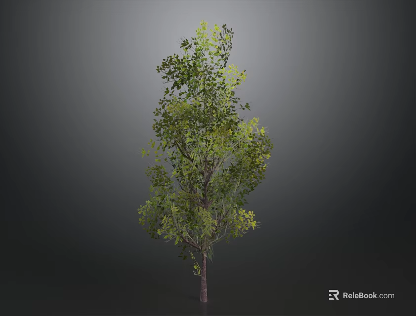 Single Tall Tree With Green Leaves And Brown Trunk Against Dark Background 3d model 