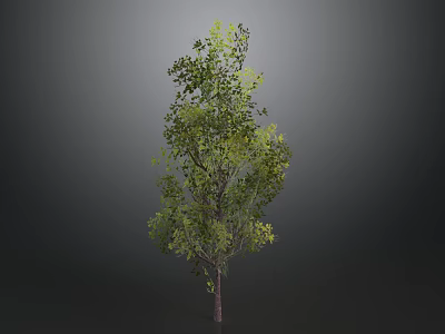 Single Tall Tree With Green Leaves And Brown Trunk Against Dark Background 3d model