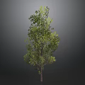 Single Tall Tree With Green Leaves And Brown Trunk Against Dark Background