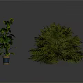 Tall Slender Potted Plant With Large Leaves And Short Bushy Plant With Dense Foliage