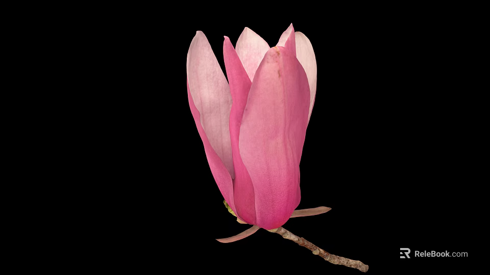 Beautiful Pink Magnolia Bud with Soft Petals on Black Background and Delicate Branch 3d model 