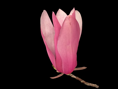 Beautiful Pink Magnolia Bud with Soft Petals on Black Background and Delicate Branch 3d model