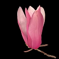Beautiful Pink Magnolia Bud with Soft Petals on Black Background and Delicate Branch