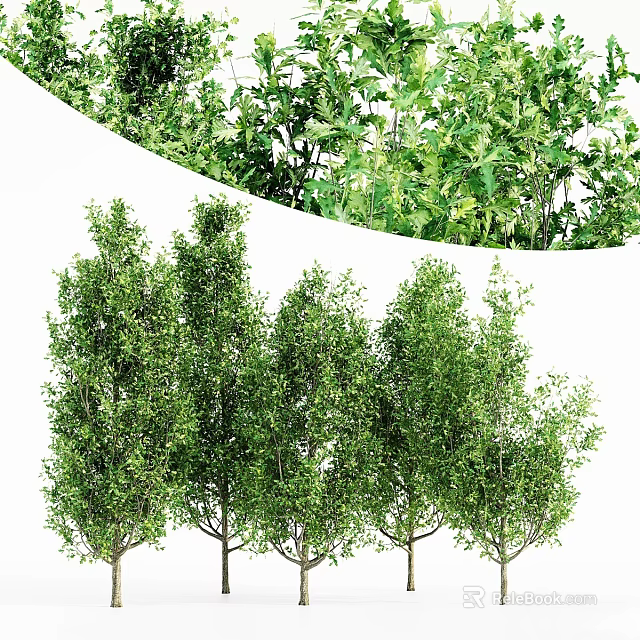 Lush Green Trees With Dense Foliage Arranged In Natural Outdoor Scene 3d model 