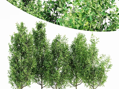 Lush Green Trees With Dense Foliage Arranged In Natural Outdoor Scene 3d model
