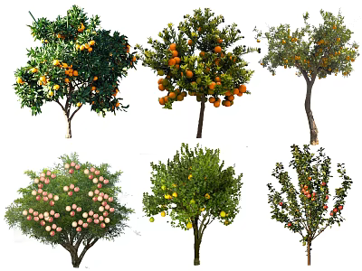 Fruit Trees With Various Ripe Fruits And Lush Green Leaves In Garden 3d model