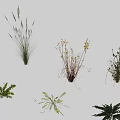 Garden Landscape Design Featuring Various Types of Herbaceous Plants And Grasses