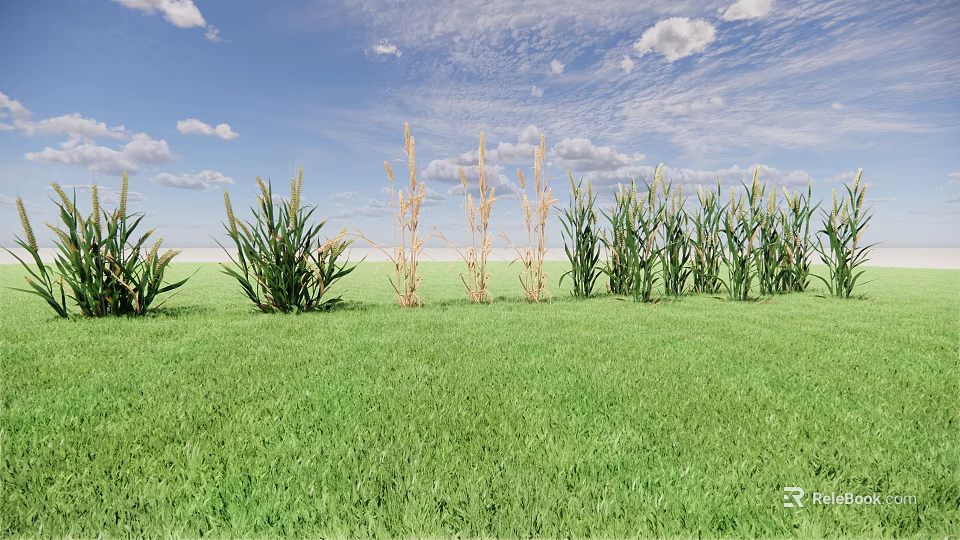 Corn Plants Growing in Green Grass Field With Blue Sky and White Clouds 3d model 