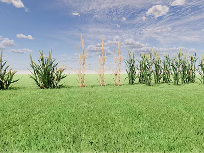 Corn Plants Growing in Green Grass Field With Blue Sky and White Clouds 3d model