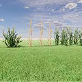Corn Plants Growing in Green Grass Field With Blue Sky and White Clouds