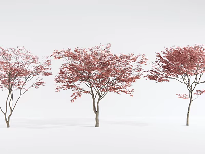 Three Deciduous Trees With Vibrant Red Leaves Against White Background 3d model