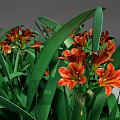 Vibrant Orange Flowers With Lush Green Leaves In Natural Garden Setting