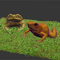 Two Frogs Of Different Colors Brown And Yellow Sitting On Green Grass