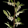 Natural Plant Branch With Green Leaves And White Flowers On Black Background