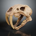 Prehistoric Animal Skull With Long Canine Teeth And Detailed Bone Structure