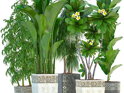Variety of Bonsai Potted Plants With Green Leaves Yellow Flowers And Ornate Pots 3d model