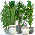 Variety of Bonsai Potted Plants With Green Leaves Yellow Flowers And Ornate Pots