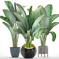Beautiful Potted Plants With Large Green Leaves In Stylish Decorative Pots
