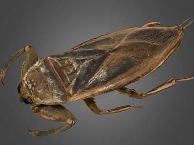 Giant Water Bug Detailed View With Brown Exoskeleton And Long Legs 3d model