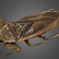 Giant Water Bug Detailed View With Brown Exoskeleton And Long Legs 3d model