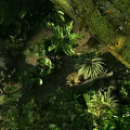 Lush Green Flowers And Plants In Natural Jungle With Sunlight And Diverse Leaves