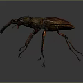 Reddish Brown Beetle With Prominent Mandibles And Slender Legs Isolated On Dark Background