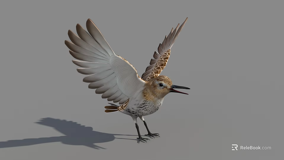Bird Standing with Spread Wings Brown and White Feathers Open Beak on Gray Background 3d model 