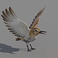 Bird Standing with Spread Wings Brown and White Feathers Open Beak on Gray Background