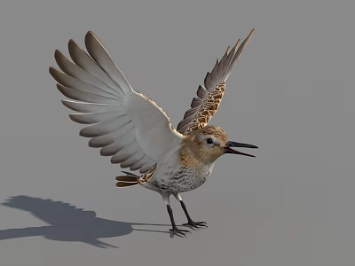 Bird Standing with Spread Wings Brown and White Feathers Open Beak on Gray Background 3d model