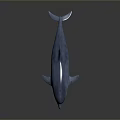Spotting Dolphin Dolphin Cartoon Dolphin Animation Dolphin Animation Dolphin Animation Character Game Character 3d model
