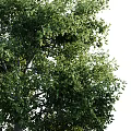 Lush Green Arbor With Dense Vibrant Foliage And Strong Straight Trunk