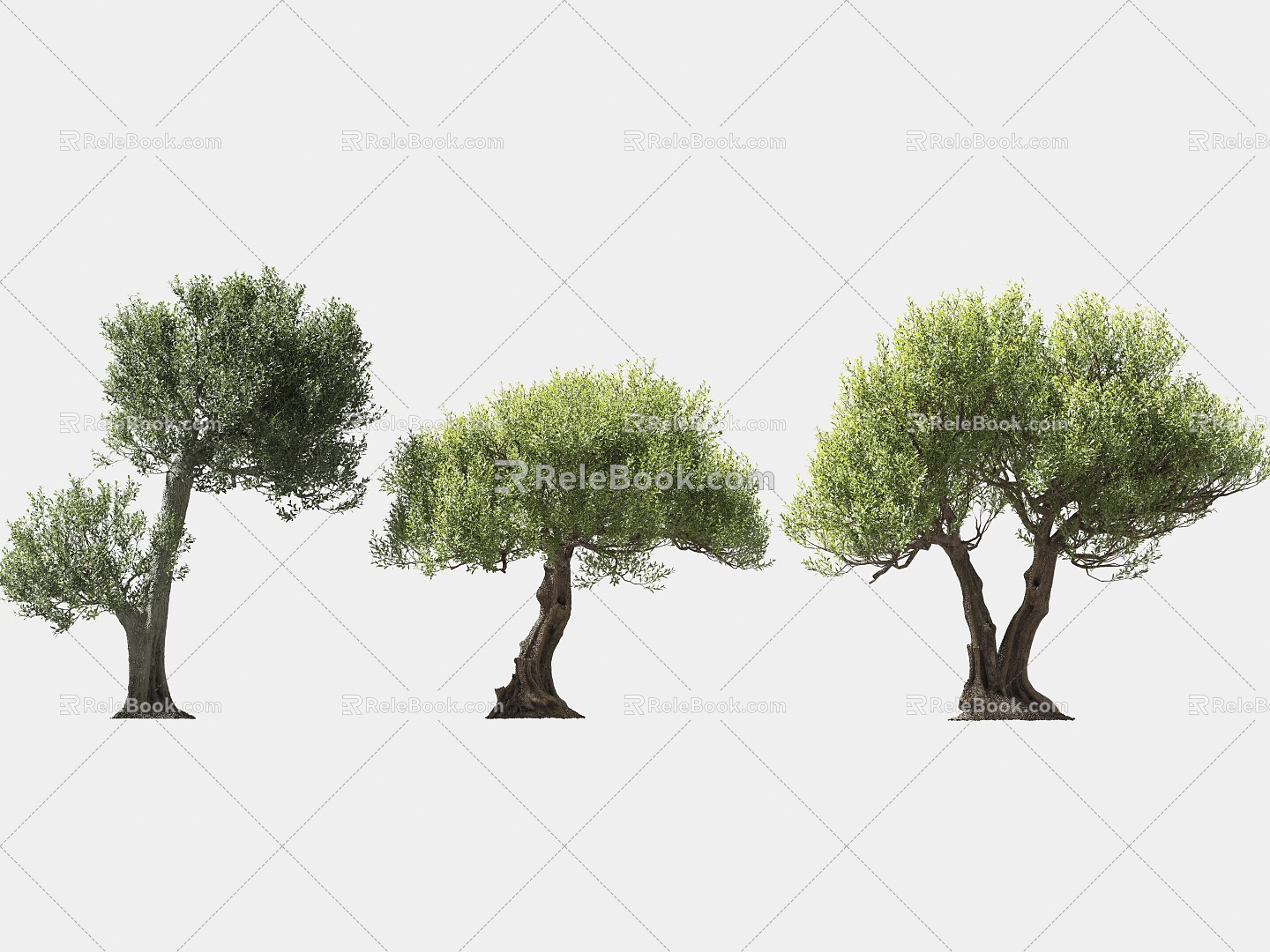 olive tree solitary tree planting arbor landscape tree trees 3d model