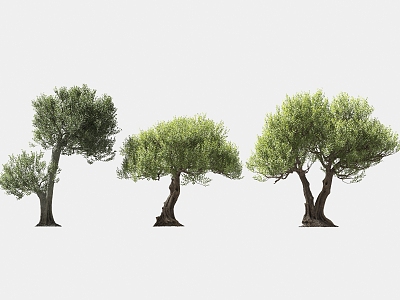 olive tree solitary tree planting arbor landscape trees 3d model