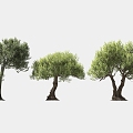 olive tree solitary tree planting arbor landscape tree trees 3d model