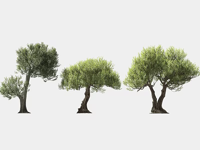Olive Trees In Various Sizes And Shapes With Green Foliage On White Background 3d model