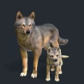 Realistic Adult Wolf And Baby Wolf Standing Together On Dark Background