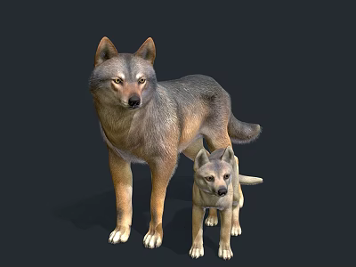 Realistic Adult Wolf And Baby Wolf Standing Together On Dark Background 3d model