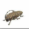 Detailed Yellowish Brown Beetle With Black Spots Long Antennae And Six Legs