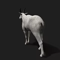 Detailed White Goat With Black Horns Standing On Isolated Black Background