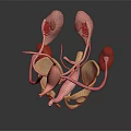 3D Anatomical Model of Human Urinary Organs Including Kidneys Bladder Ureters and Pelvis