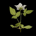Elegant Wild Plant with White Flower and Green Leaves Isolated on Black Background
