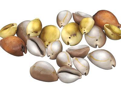 Colorful Shells Decorative Ornament Set With Various Shapes For Home Decoration 3d model