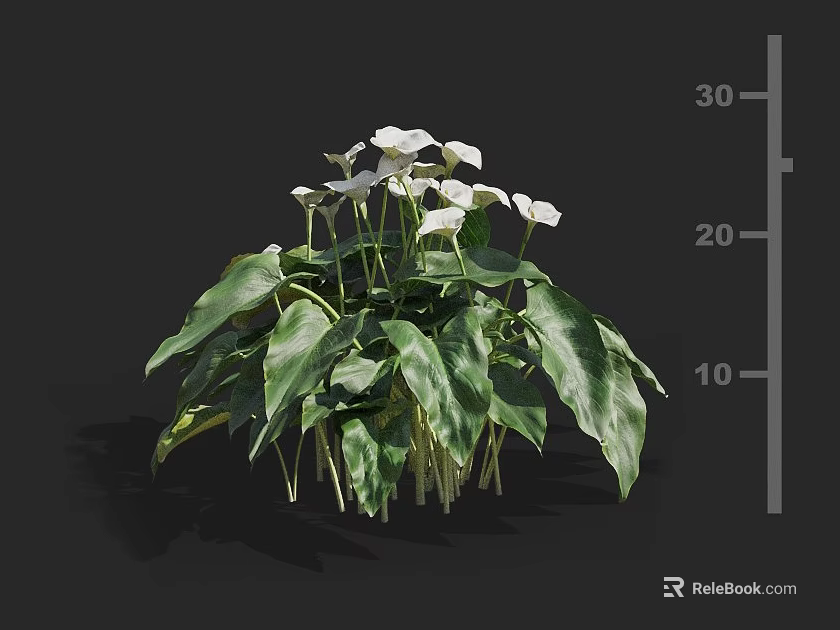 Aquatic Plants With White Flowers And Lush Green Foliage For Decorative Use 3d model 